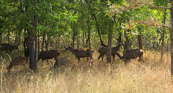 Photo of Madhya Pradesh, India by Shikha Singh