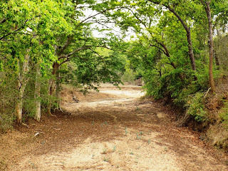 Photo of Achanakmar Wildlife Sanctuary, Mungeli, Chhattisgarh, India by loveofindia8