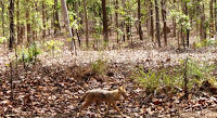 Photo of Achanakmar Wildlife Sanctuary, Mungeli, Chhattisgarh, India by loveofindia8