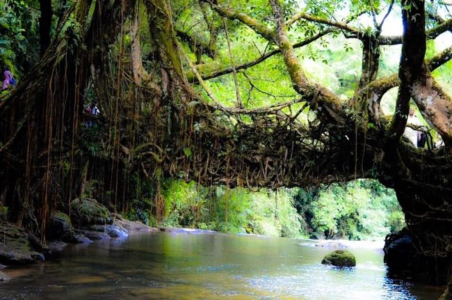 Photo of Mawlynnong, Meghalaya, India by Tripoto