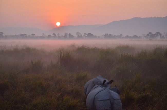 Photo of Kaziranga National Park, Kanchanjuri, Assam, India by Tripoto