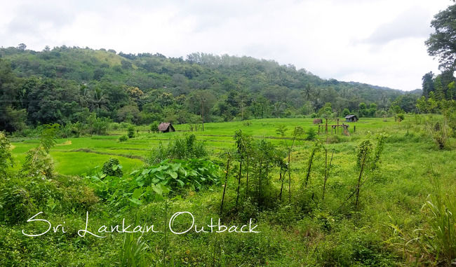 Photo of Kandy, Central Province, Sri Lanka by Anupama Gupta