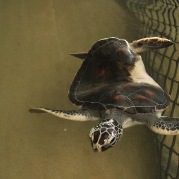 Photo of Turtle Hatchery, Kosgoda, Sri Lanka by KAVI MANI KUMAR KULANDHAIVEL SAKTHIVEL