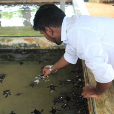 Photo of Turtle Hatchery, Kosgoda, Sri Lanka by KAVI MANI KUMAR KULANDHAIVEL SAKTHIVEL