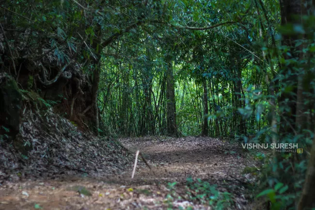Photo of Silent Valley National Park KERALA, Karuvara, Palakkad, Kerala, India by Vishnu Sureshan