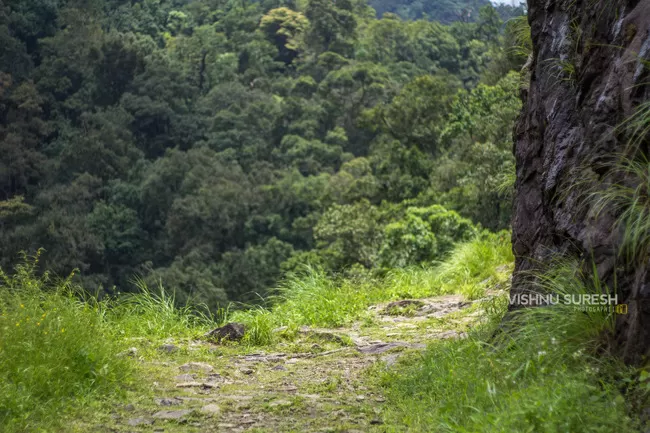 Photo of Silent Valley National Park KERALA, Karuvara, Palakkad, Kerala, India by Vishnu Sureshan