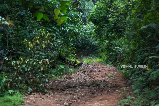 Photo of Silent Valley National Park KERALA, Karuvara, Palakkad, Kerala, India by Vishnu Sureshan