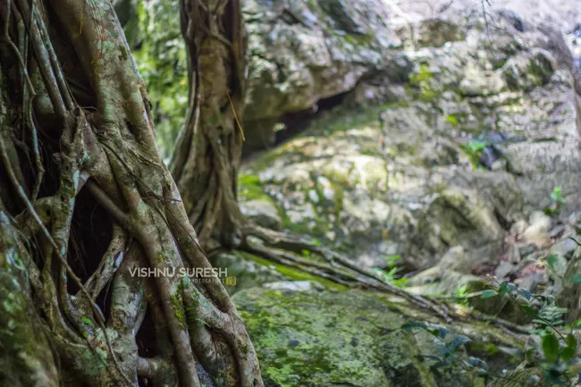 Photo of Silent Valley National Park KERALA, Karuvara, Palakkad, Kerala, India by Vishnu Sureshan