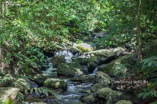 Photo of Silent Valley National Park KERALA, Karuvara, Palakkad, Kerala, India by Vishnu Sureshan