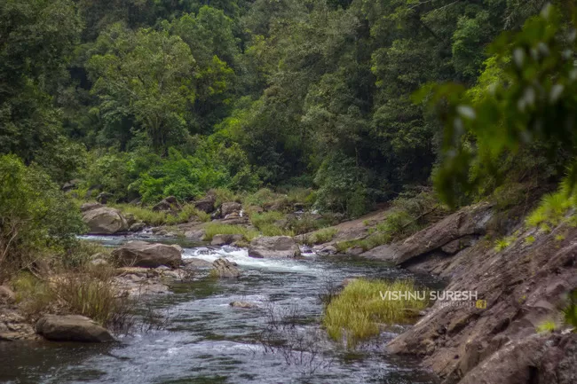Photo of Silent Valley National Park KERALA, Karuvara, Palakkad, Kerala, India by Vishnu Sureshan