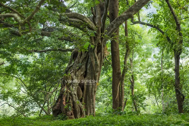 Photo of Silent Valley National Park KERALA, Karuvara, Palakkad, Kerala, India by Vishnu Sureshan