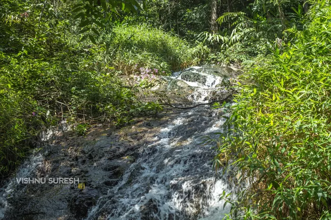 Photo of Silent Valley National Park KERALA, Karuvara, Palakkad, Kerala, India by Vishnu Sureshan