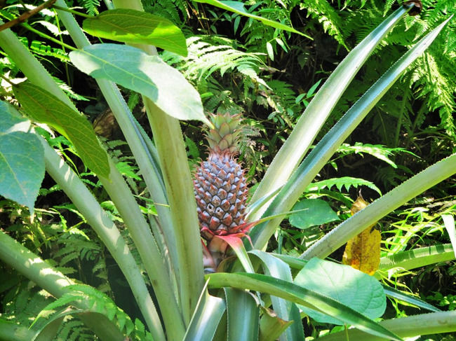 Photo of Savoi Plantation, Savoi-Verem, Goa, India by Sreshti Verma