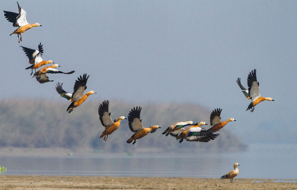 Photo of Kingfisher Island – Why Bongs chose to hide this secretive islet from the rest of the world by Mumpy Das