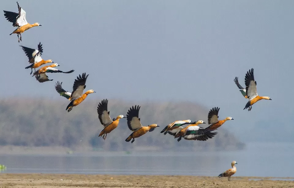 Photo of Kingfisher Island – Why Bongs chose to hide this secretive islet from the rest of the world by Mumpy Das