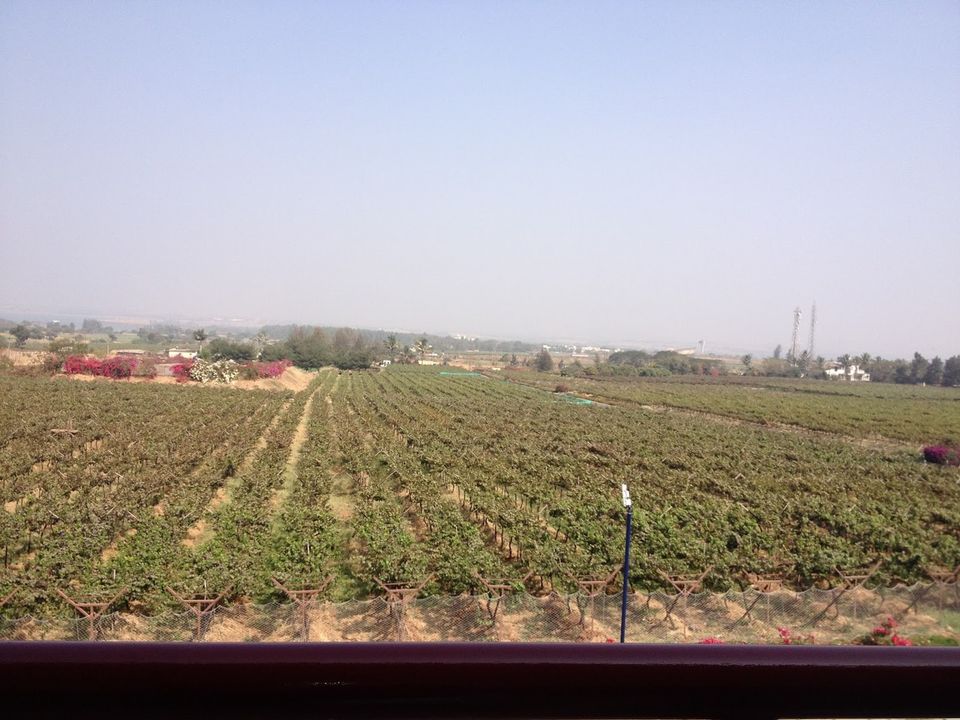 Photo of Sula Vineyards, Nashik, Maharashtra, India by Saurabh Nandwani