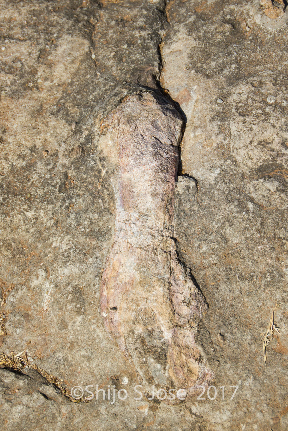 Photo of Balasinor Dinosaur Fossil Park, Jetholi, Gujarat, India by Shijo Skaria Jose