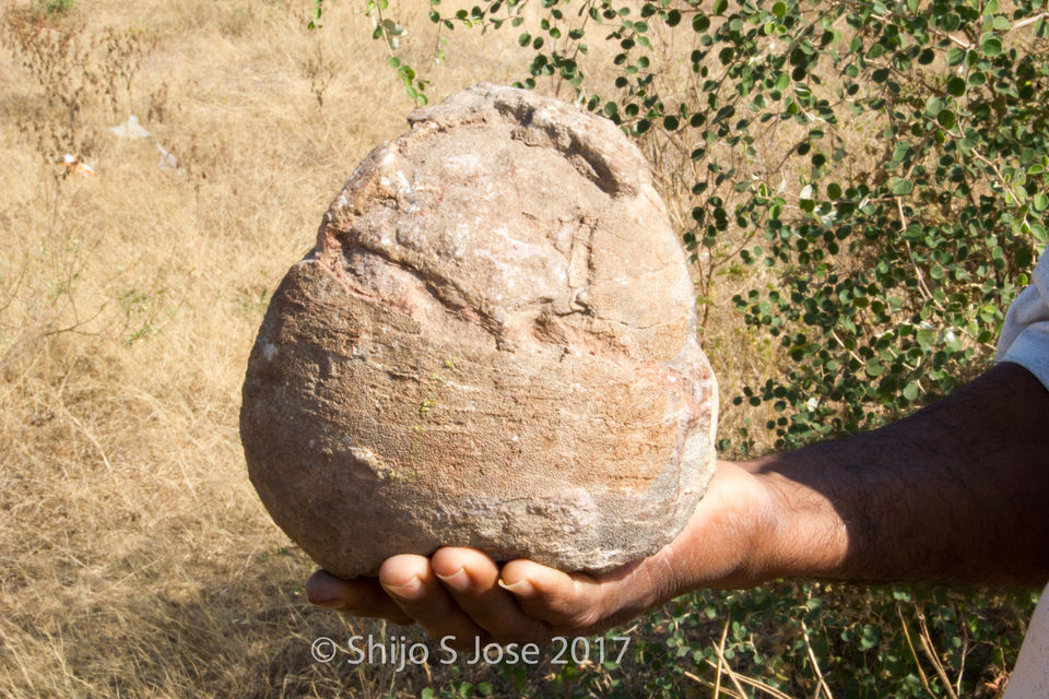 Photo of Balasinor Dinosaur Fossil Park, Jetholi, Gujarat, India by Shijo Skaria Jose