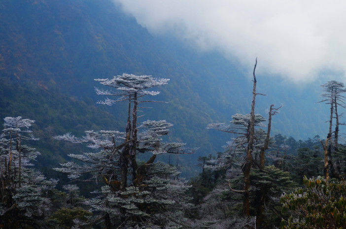 Photo of Sandakphu-Phalut Winter Trek by Chandro Samadder