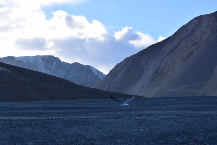 Photo of Roadtrip & Camp; Camping in Pangong Tso by mytravelnama