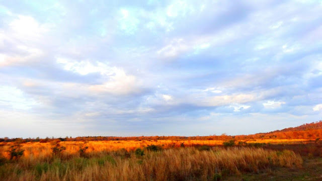 Photo of Jim Corbett National Park, Ramnagar, Uttarakhand, India by himanshu.nagpal