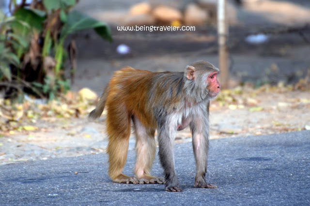 Photo of Corbett National Park, Uttarakhand! by himanshu.nagpal