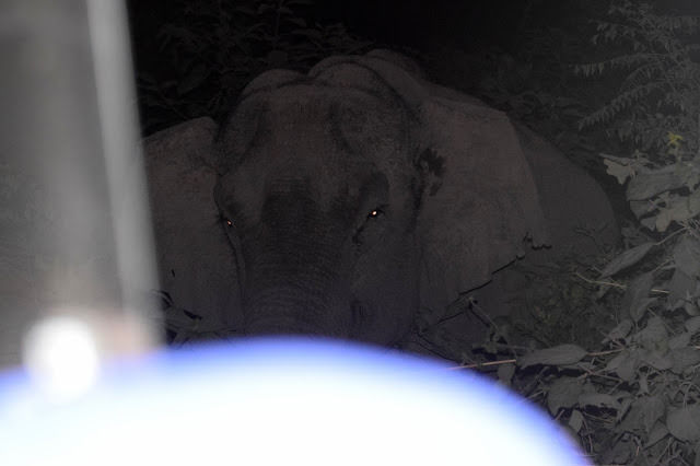 Photo of Corbett National Park, Uttarakhand! by himanshu.nagpal