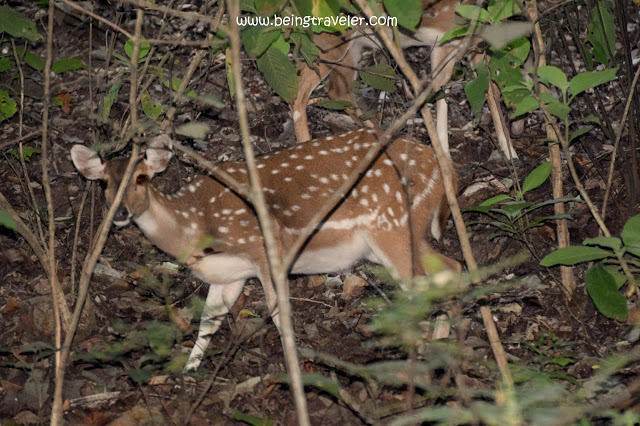 Photo of Corbett National Park, Uttarakhand! by himanshu.nagpal
