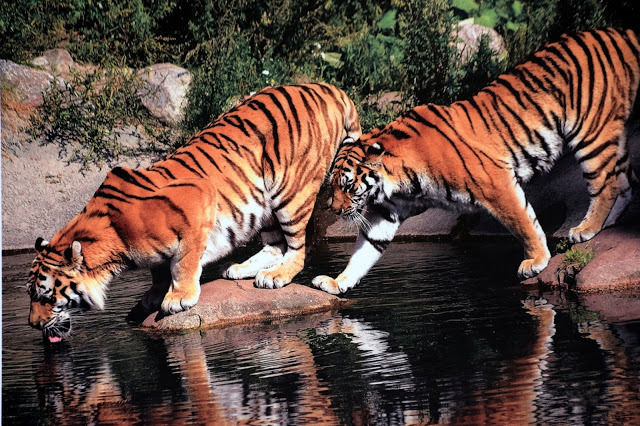 Photo of Corbett National Park, Uttarakhand! by himanshu.nagpal
