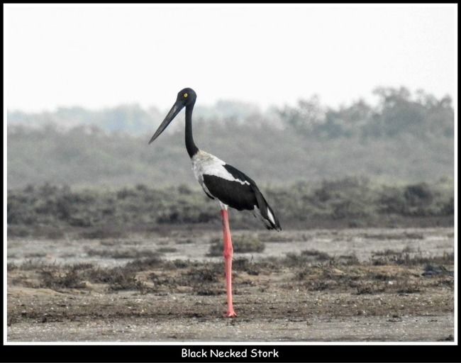 Photo of Khijadia Bird Sanctuary, Sachana, Gujarat, India by roverbeing