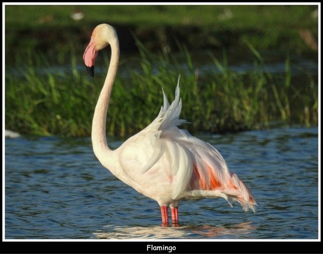 Photo of 11 Ultimate Birds To see At Khijadiya Bird Sanctuary by roverbeing