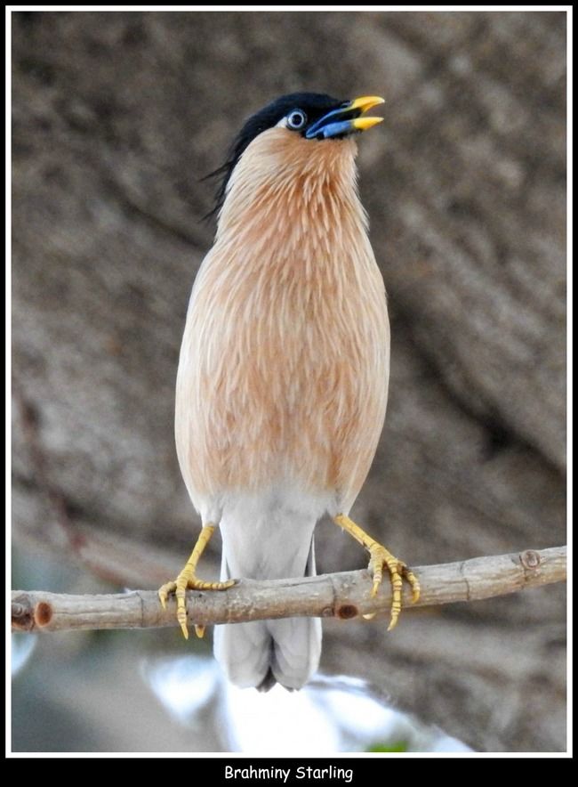 Photo of 11 Ultimate Birds To see At Khijadiya Bird Sanctuary by roverbeing