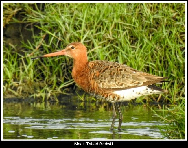 Photo of 11 Ultimate Birds To see At Khijadiya Bird Sanctuary by roverbeing