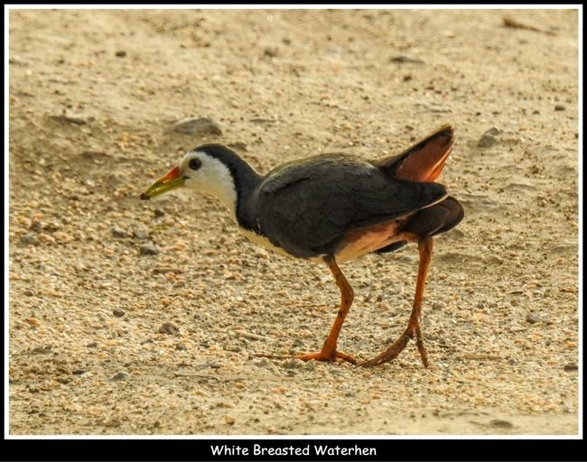 Photo of 11 Ultimate Birds To see At Khijadiya Bird Sanctuary by roverbeing
