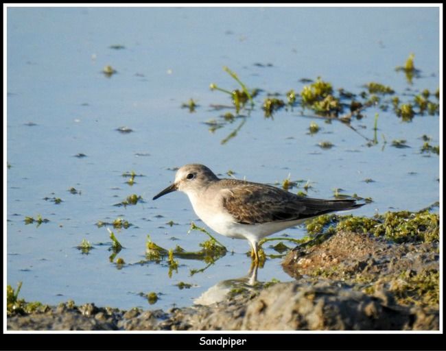 Photo of 11 Ultimate Birds To see At Khijadiya Bird Sanctuary by roverbeing