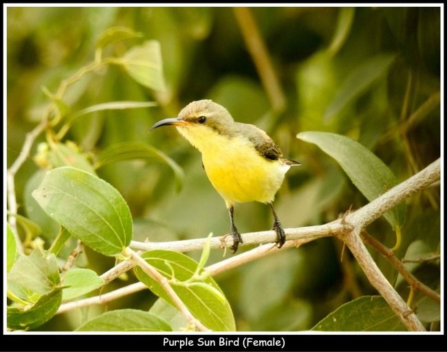 Photo of 11 Ultimate Birds To see At Khijadiya Bird Sanctuary by roverbeing