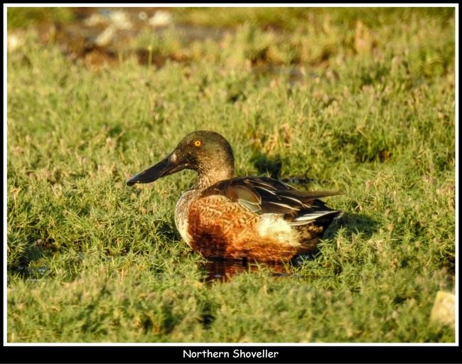 Photo of 11 Ultimate Birds To see At Khijadiya Bird Sanctuary by roverbeing