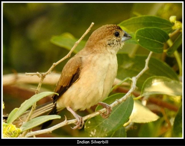 Photo of 11 Ultimate Birds To see At Khijadiya Bird Sanctuary by roverbeing
