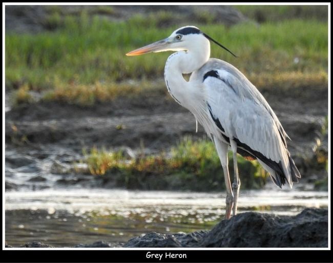 Photo of 11 Ultimate Birds To see At Khijadiya Bird Sanctuary by roverbeing
