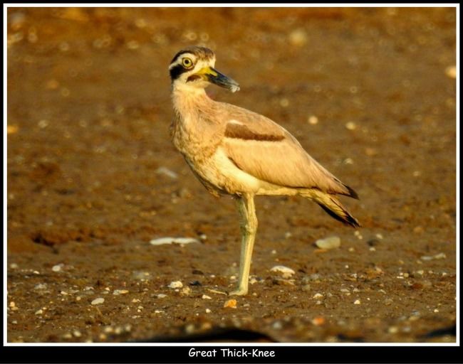 Photo of 11 Ultimate Birds To see At Khijadiya Bird Sanctuary by roverbeing
