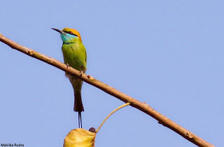 Photo of Chirpy Delhi by malvikarudra31