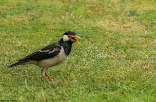 Photo of Chirpy Delhi by malvikarudra31