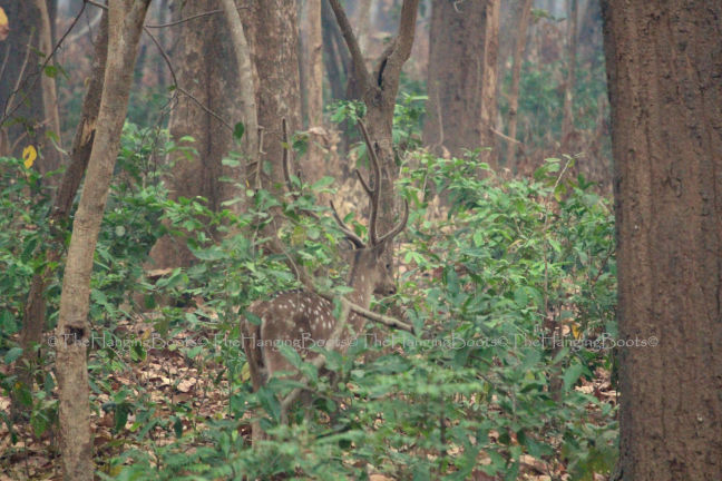 Photo of Tranquillity Gets Synonym In Pawalgarh Conservation Reserve Of Corbett by thehangingboots