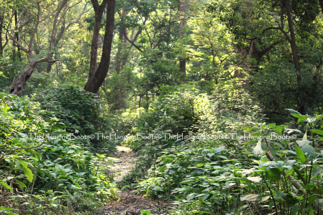 Photo of Tranquillity Gets Synonym In Pawalgarh Conservation Reserve Of Corbett by thehangingboots