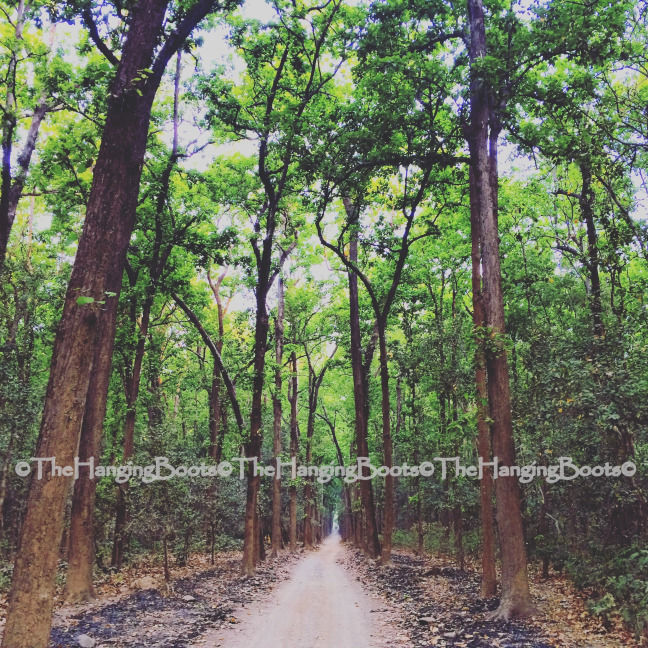 Photo of Tranquillity Gets Synonym In Pawalgarh Conservation Reserve Of Corbett by thehangingboots