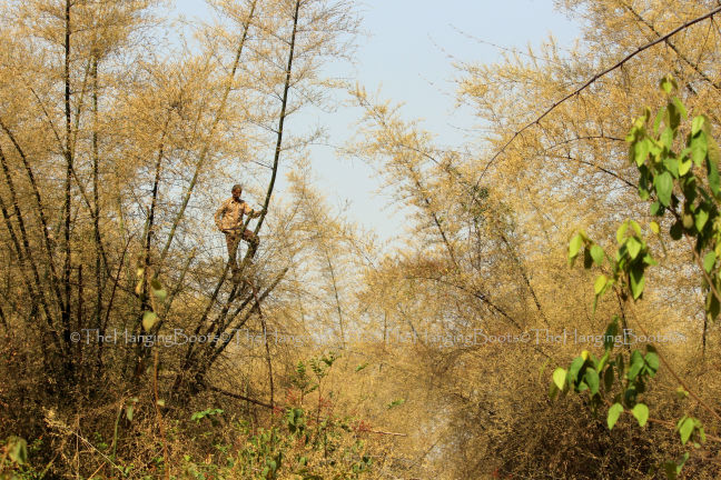 Photo of Tranquillity Gets Synonym In Pawalgarh Conservation Reserve Of Corbett by thehangingboots