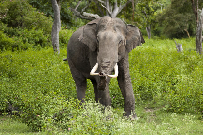 Photo of Periyar National Park, Mlappara, Kerala, India by Sreshti Verma