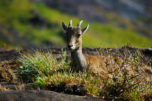Photo of Eravikulam National Park, Kannan Devan Hills, Kerala, India by Sreshti Verma