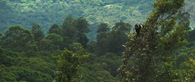 Photo of 6 Stunning National Parks in Kerala: Everything You Need To Know About God's Own Wilderness by Sreshti Verma