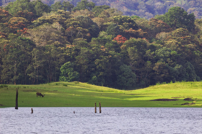 Photo of 6 Stunning National Parks in Kerala: Everything You Need To Know About God's Own Wilderness by Sreshti Verma